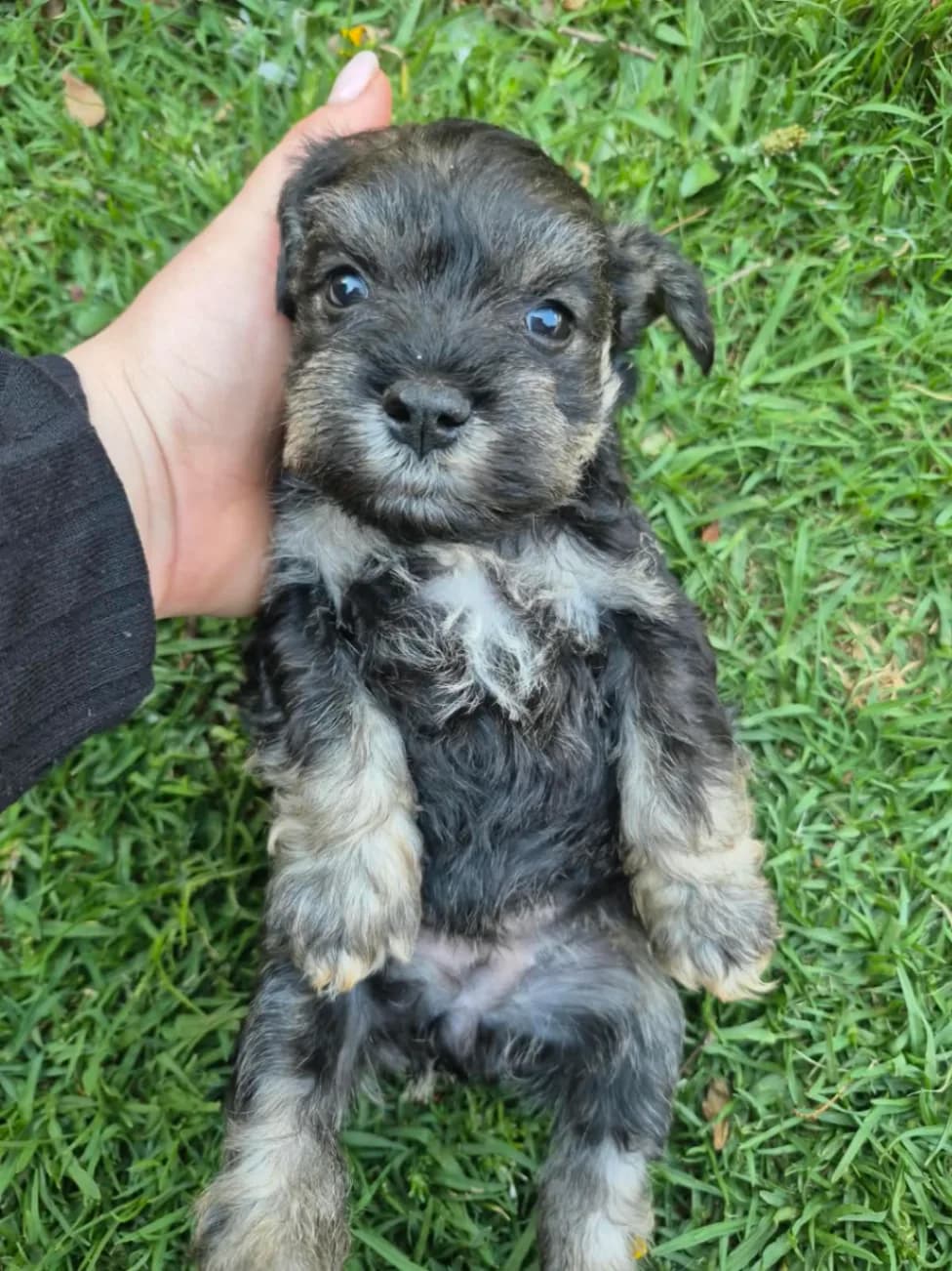Schnauzer (Miniature) listing photo