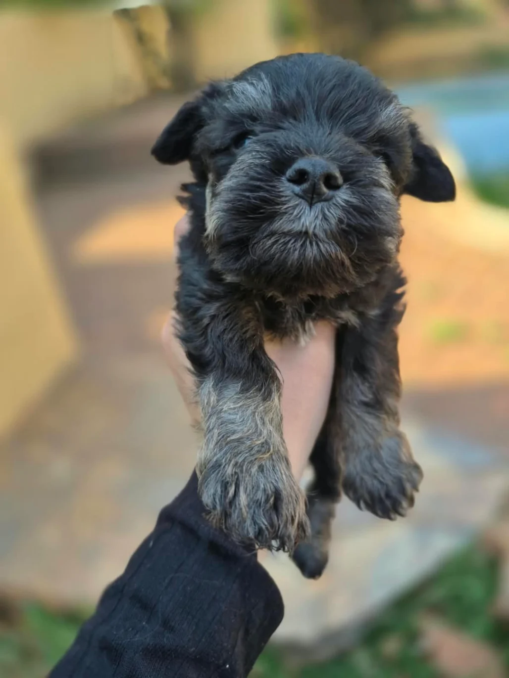 Schnauzer (Miniature) photo 2