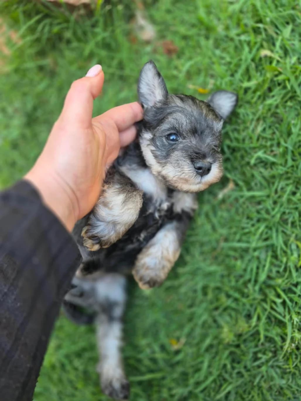 Schnauzer (Miniature) photo 3