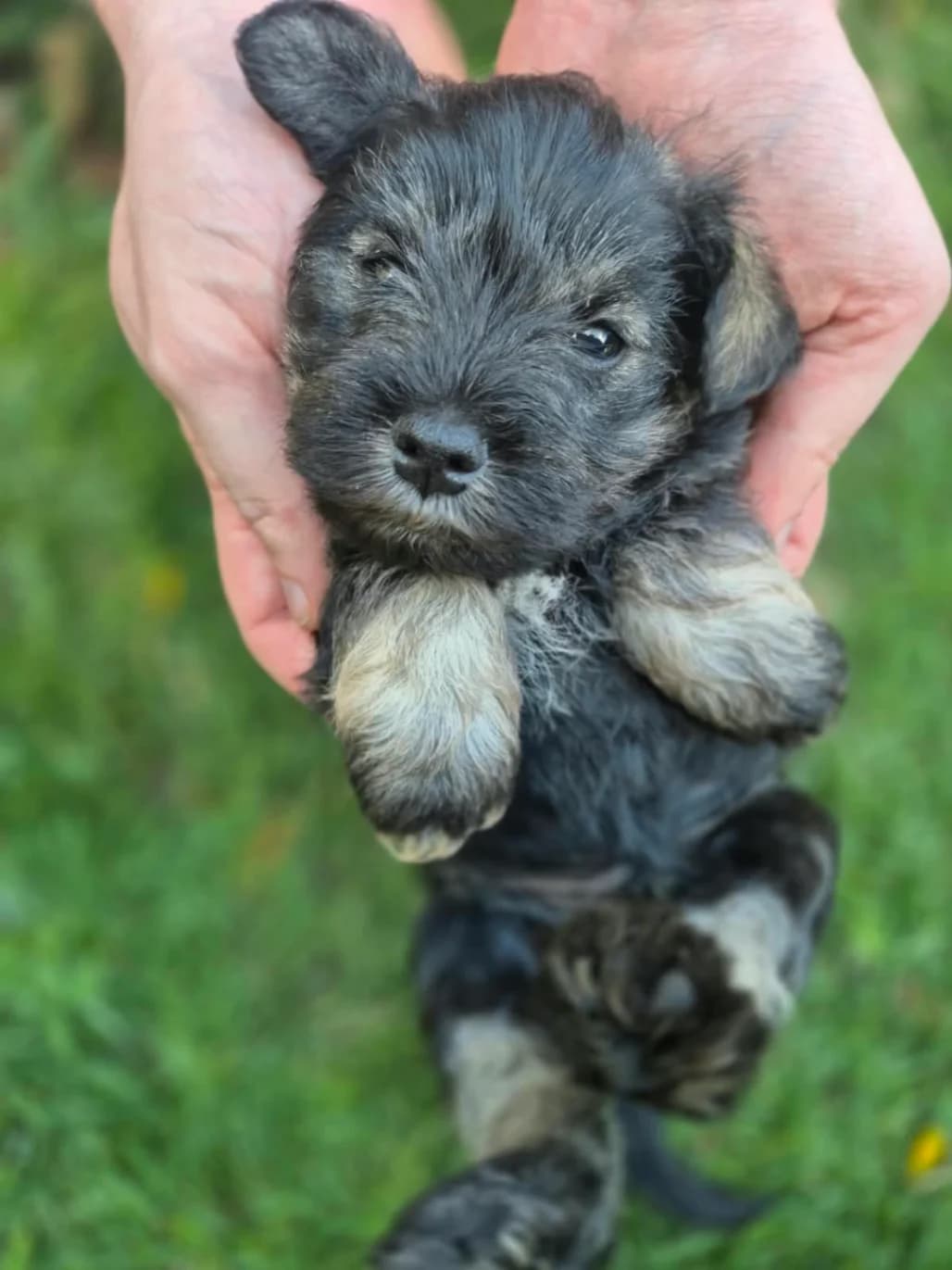 Schnauzer (Miniature) photo 4