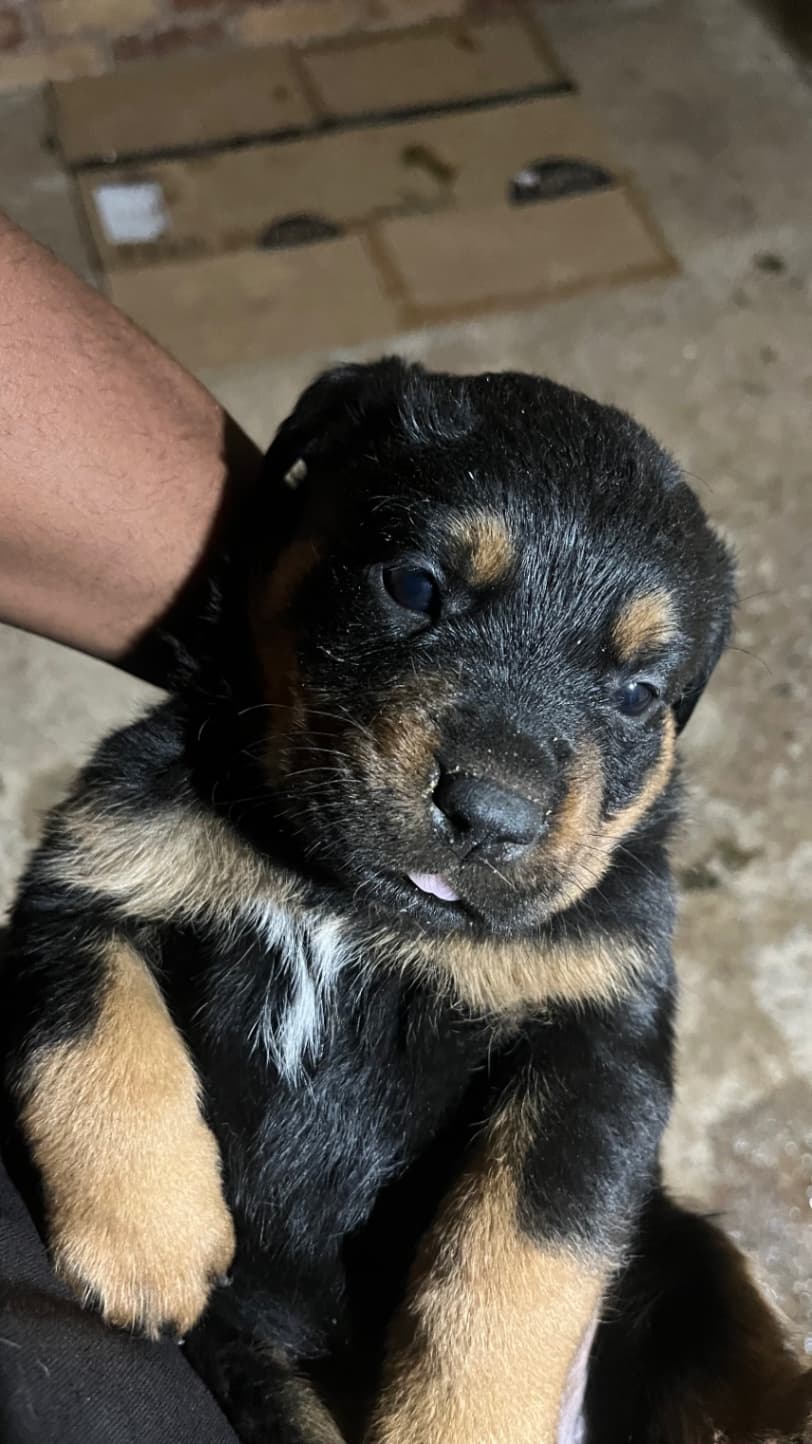 Rottweiler listing photo