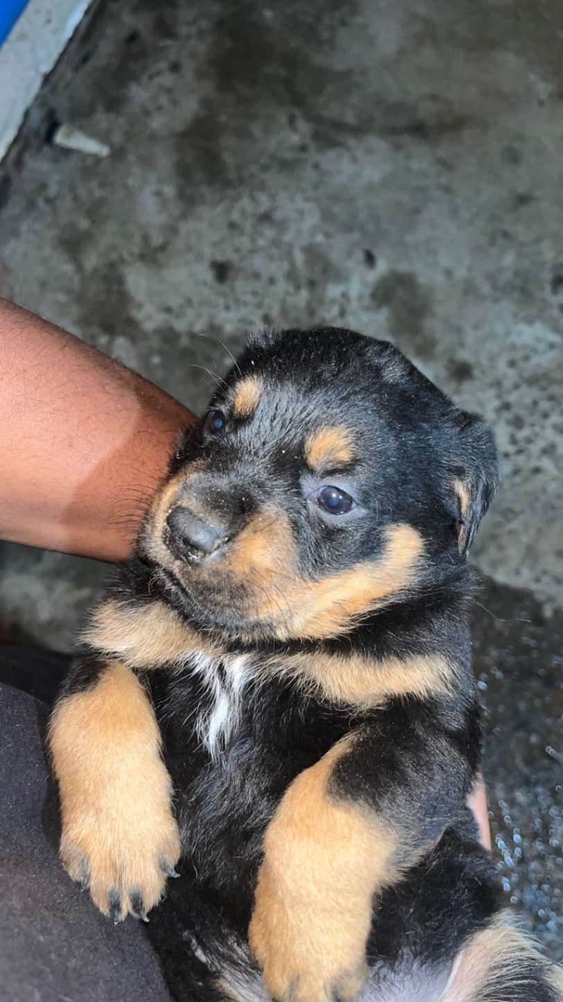 Rottweiler photo 2