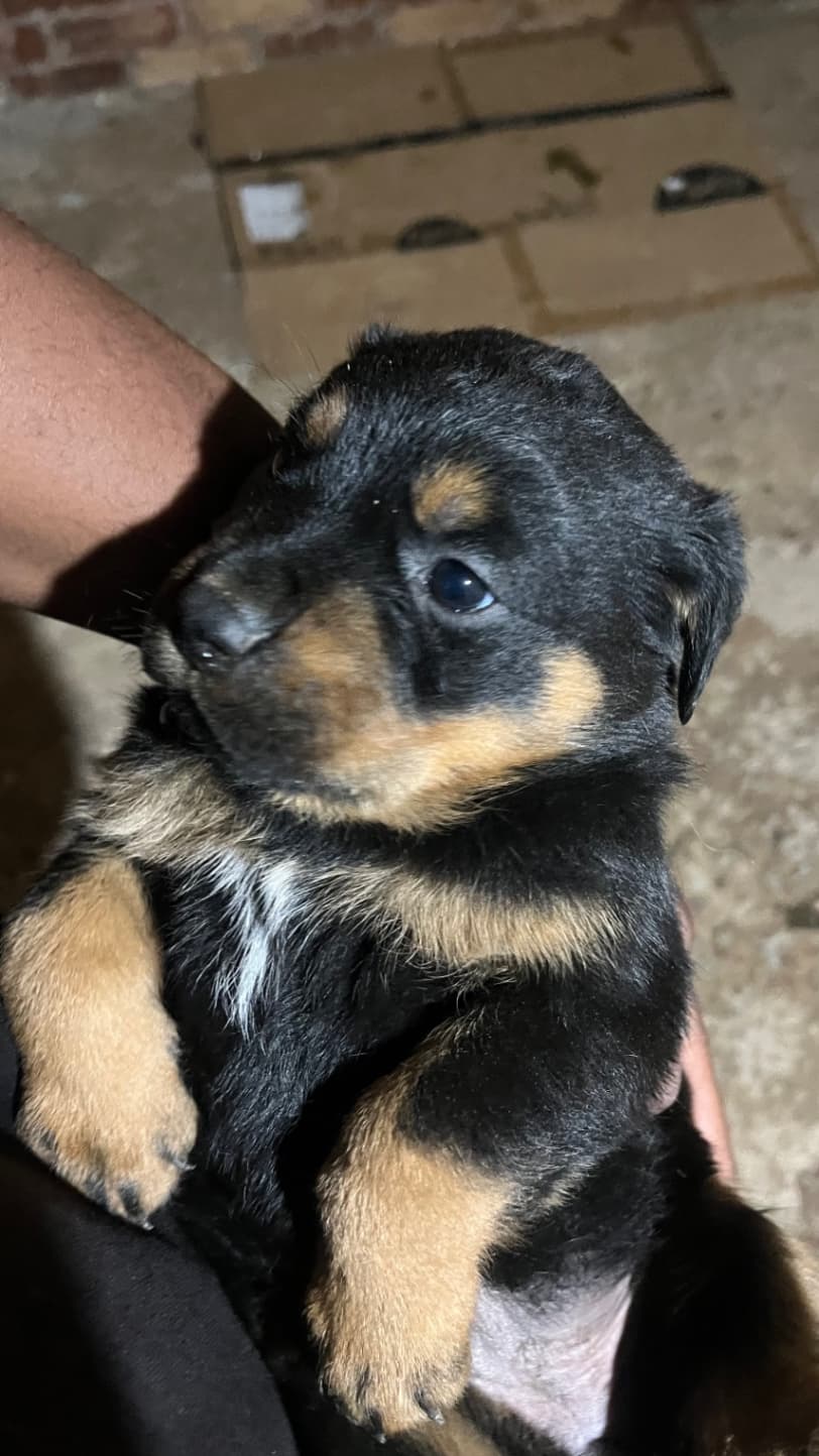 Rottweiler photo 3