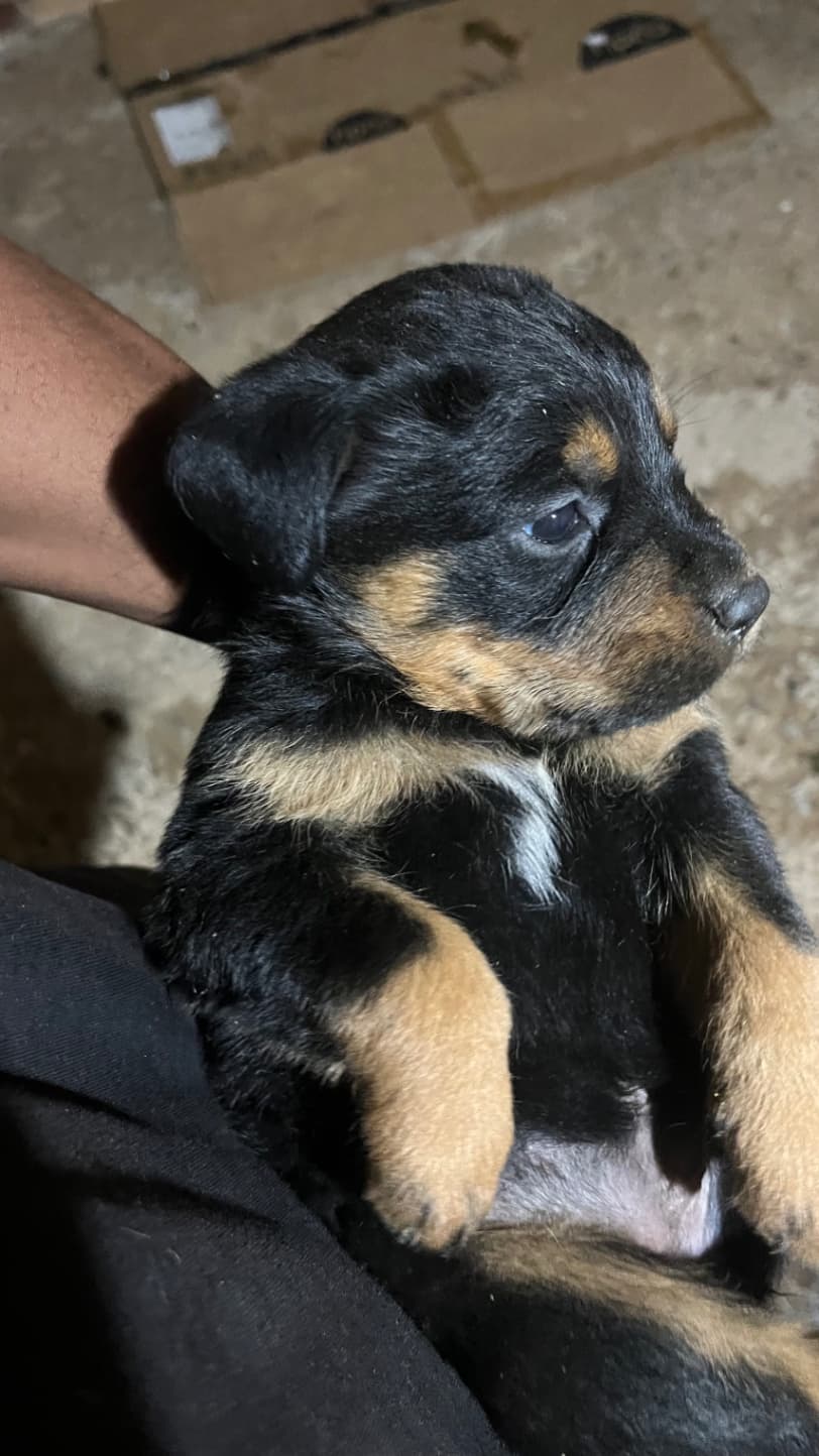 Rottweiler photo 4
