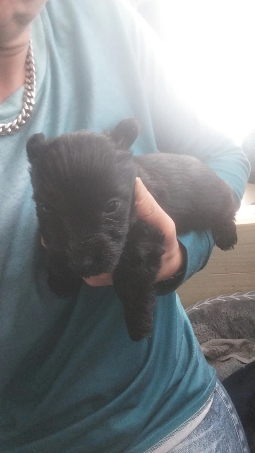 Schnauzer (Miniature) photo 2