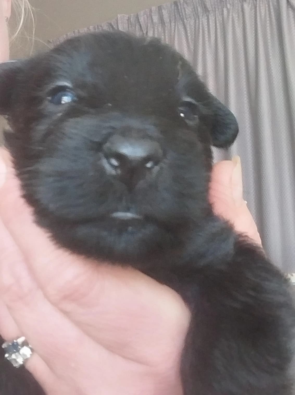 Schnauzer (Miniature) photo 3