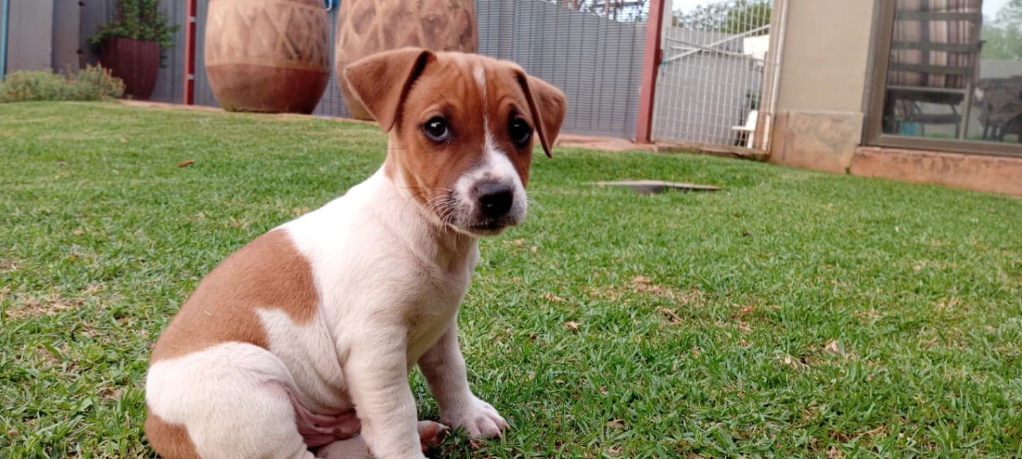 Jack Russell Terrier photo 2