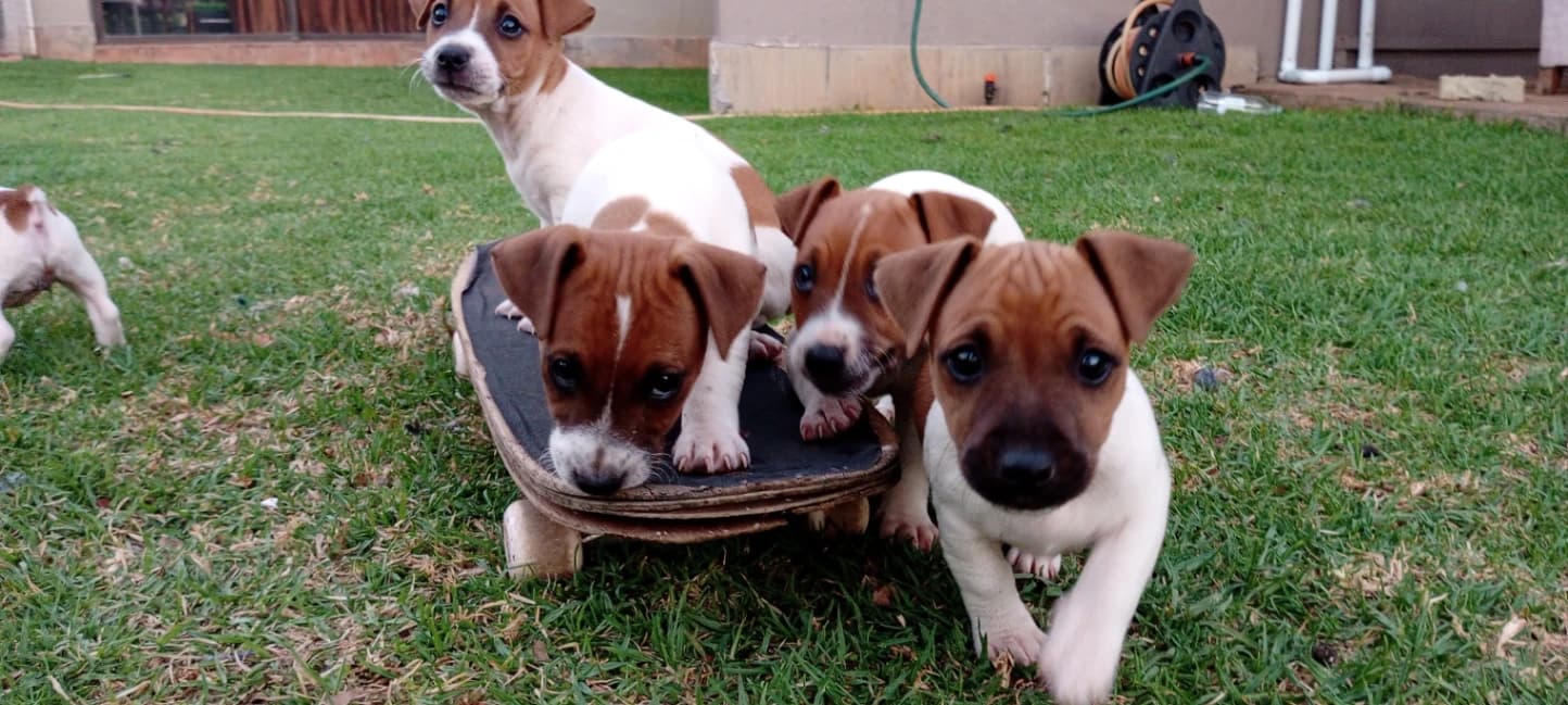 Jack Russell Terrier photo 3