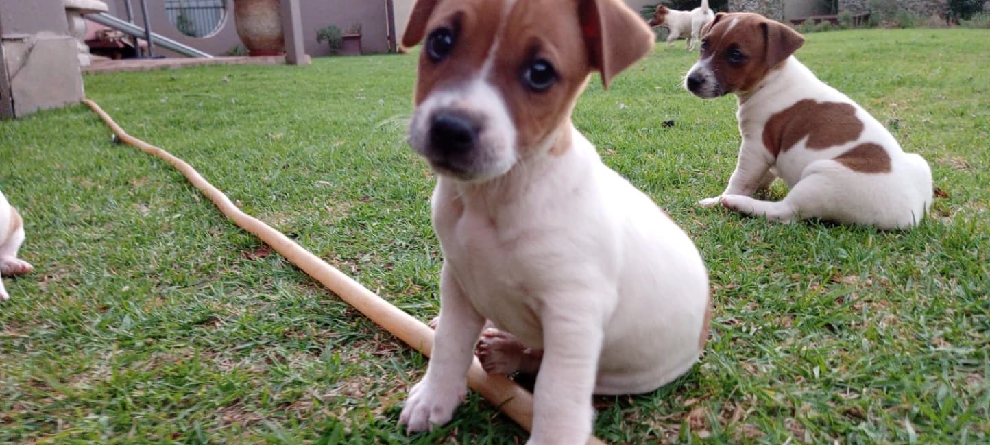 Jack Russell Terrier photo 4
