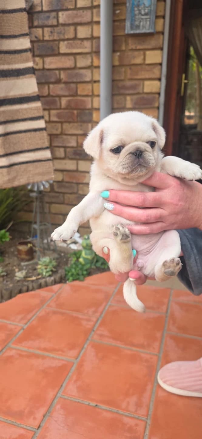 Mixed Breed — Puggle photo 2