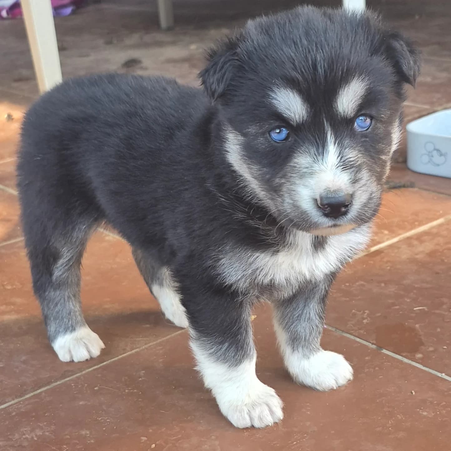 Siberian Husky listing photo