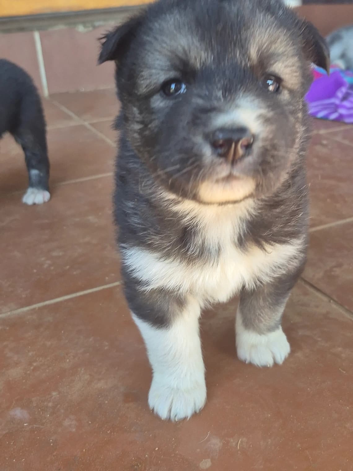 Siberian Husky photo 3