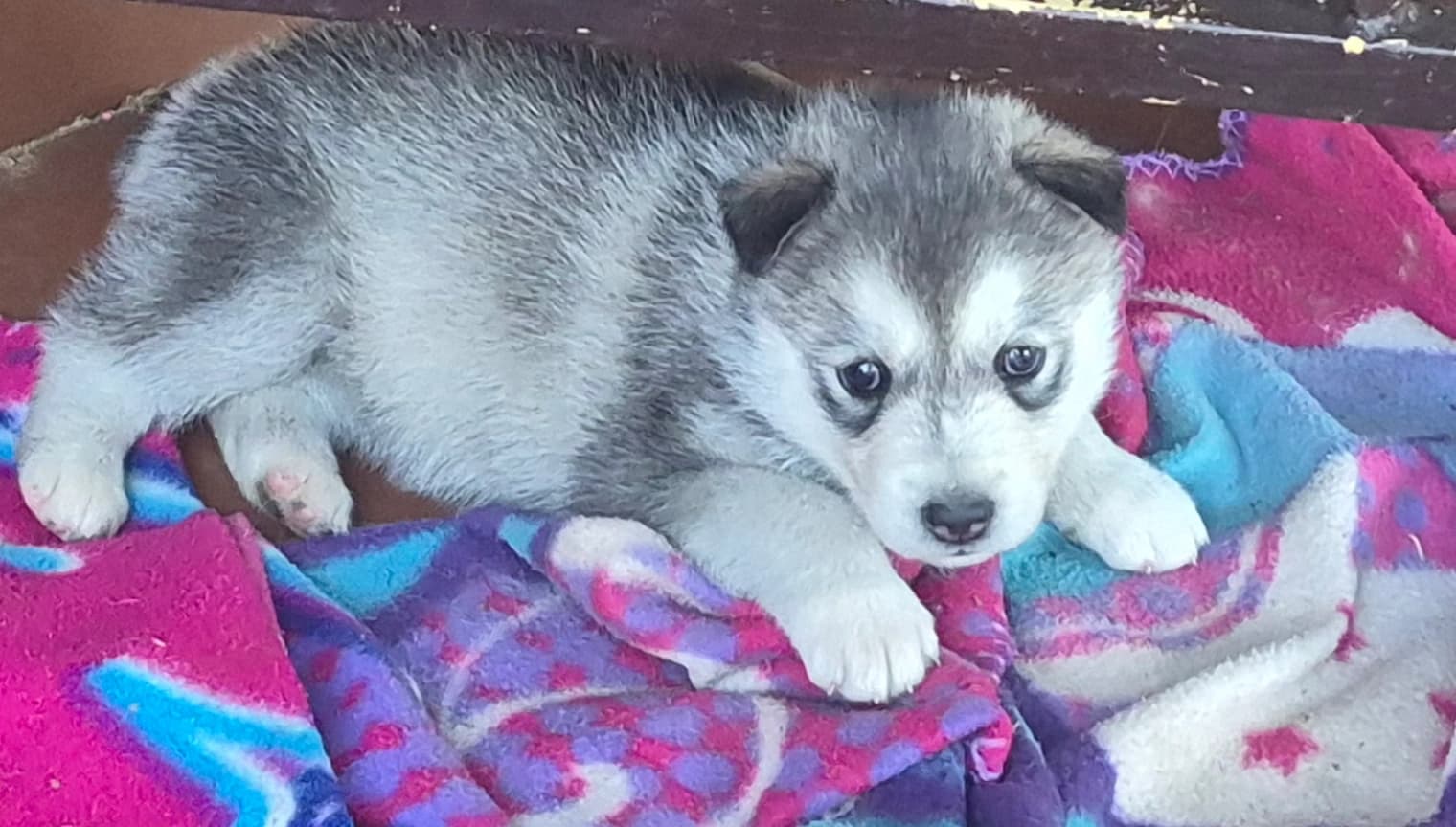Siberian Husky photo 4