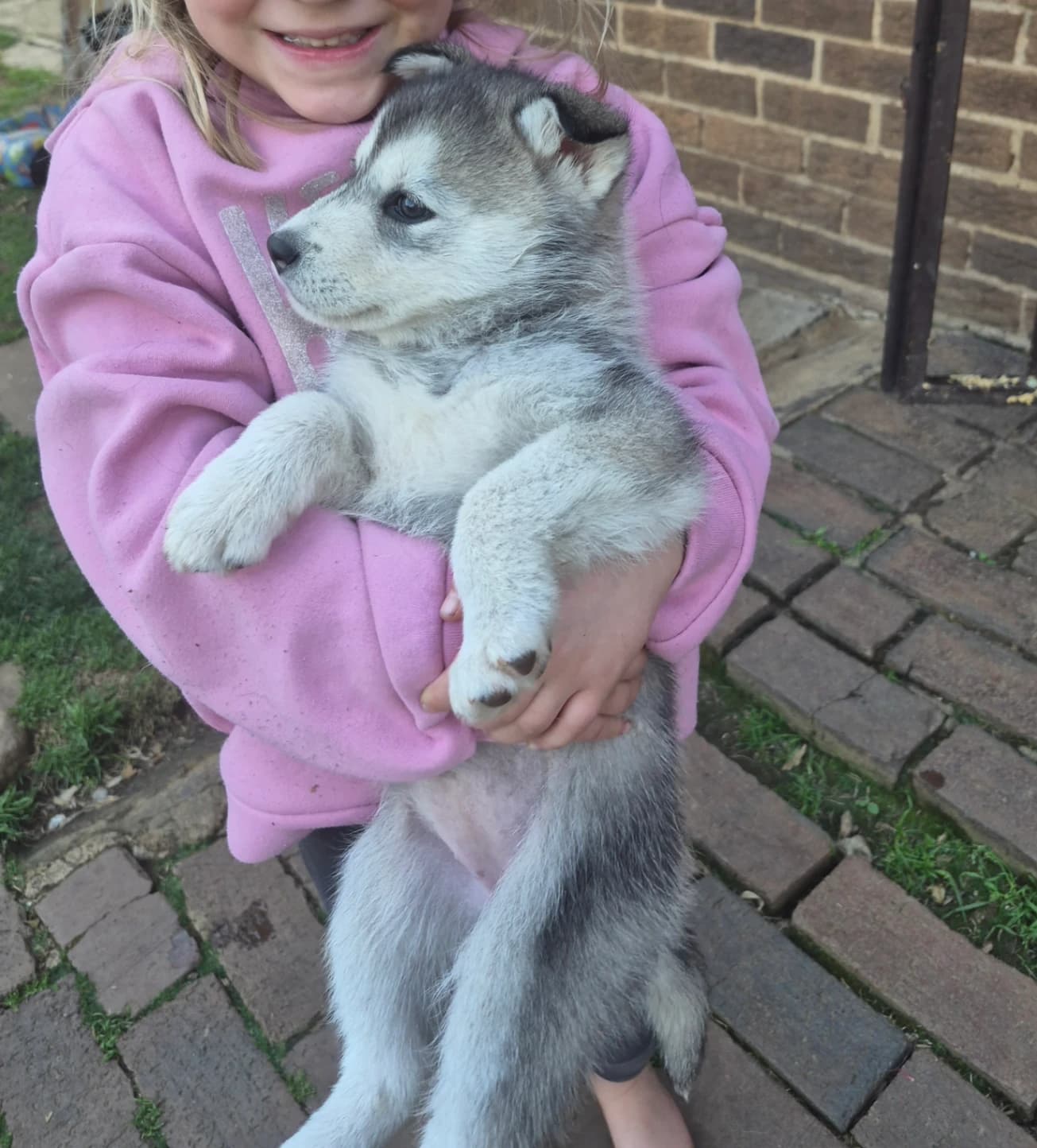 Siberian Husky listing photo