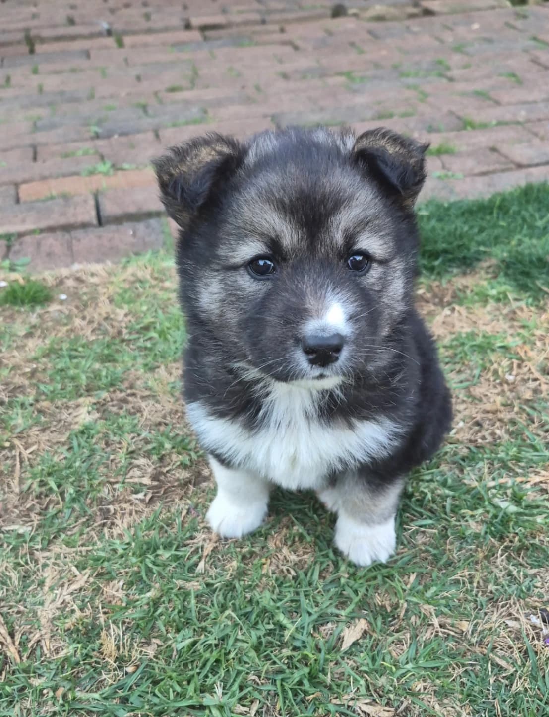 Siberian Husky photo 2