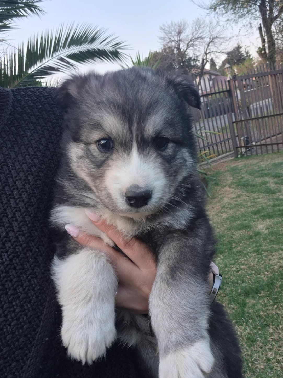 Siberian Husky photo 3