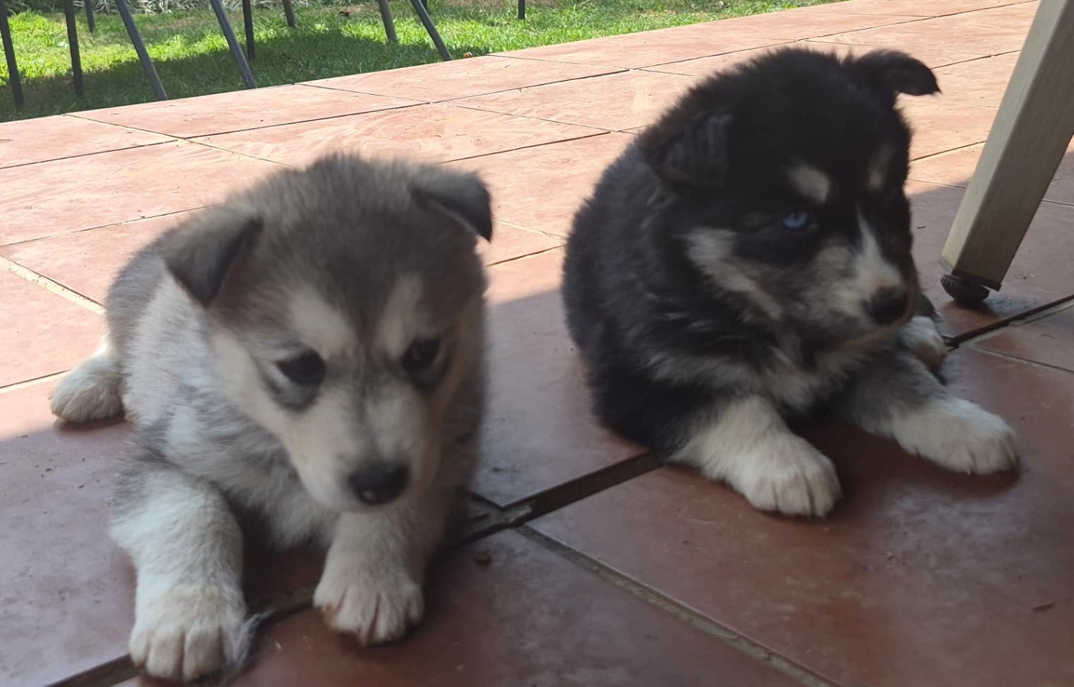 Siberian Husky photo 4