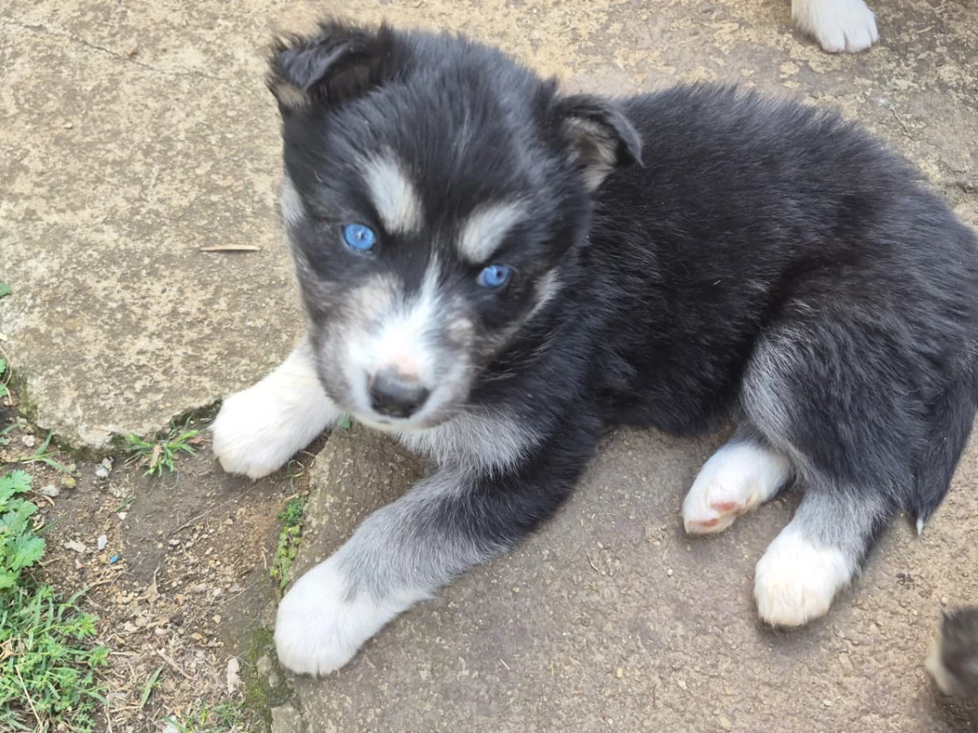 Siberian Husky listing photo