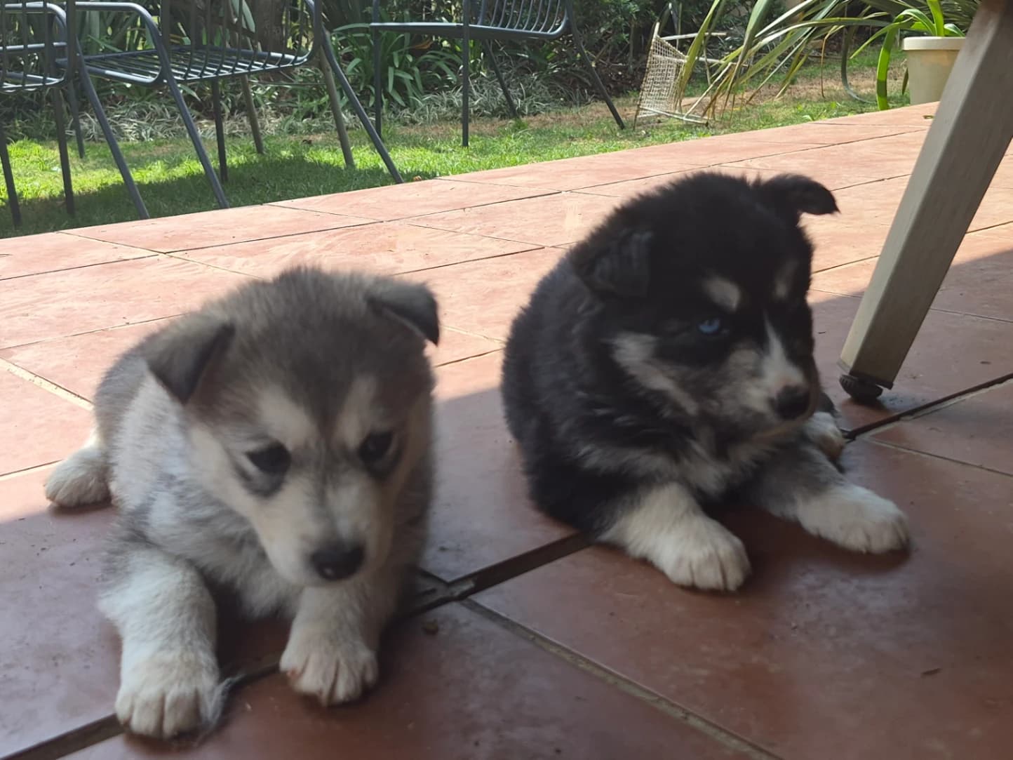 Siberian Husky photo 2
