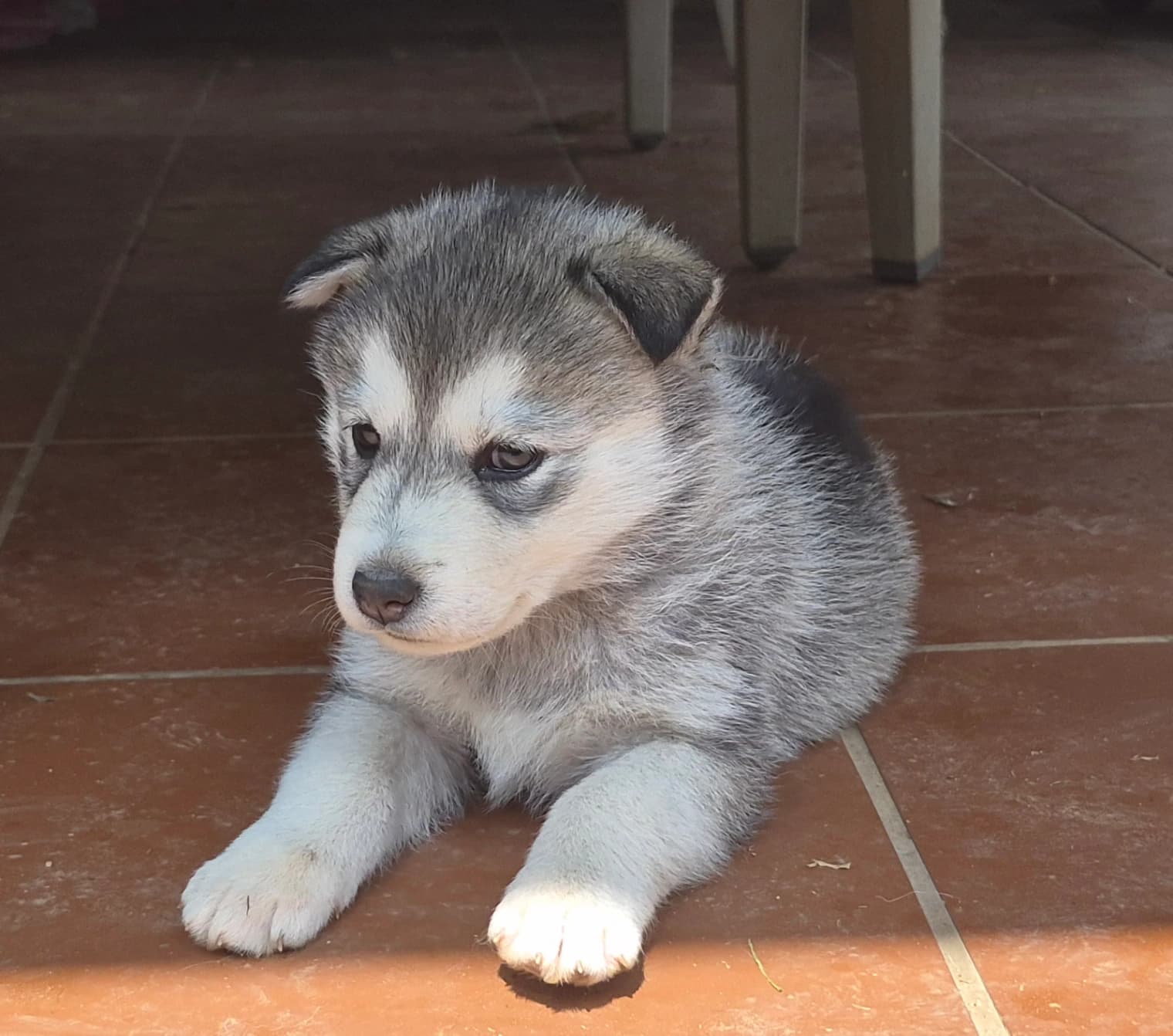 Siberian Husky photo 3