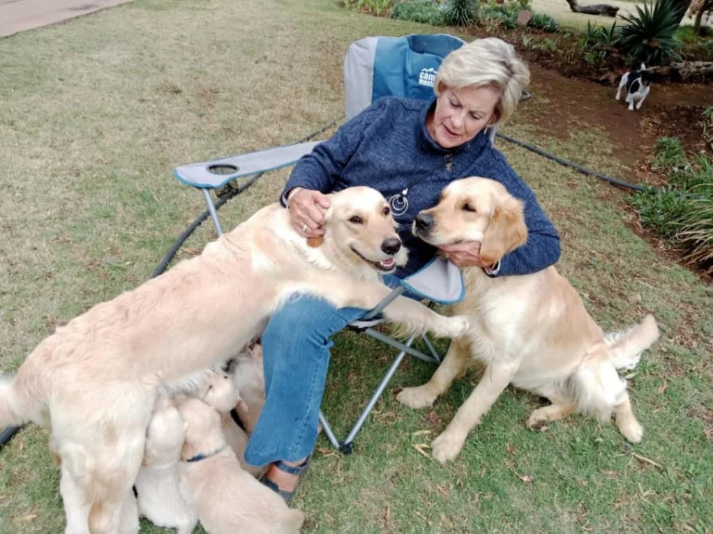 Golden Retriever dog