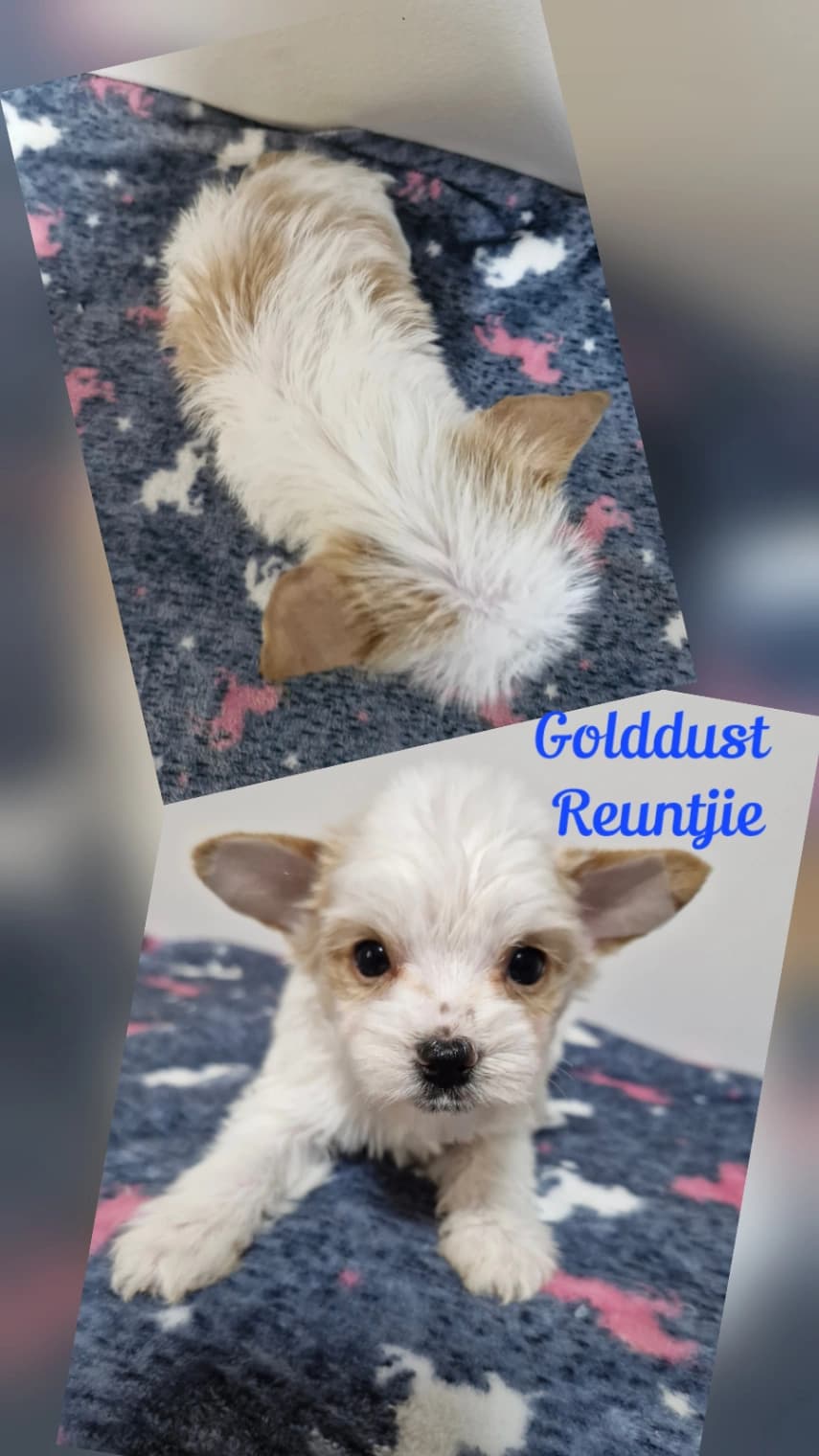 Yorkshire Terrier listing photo