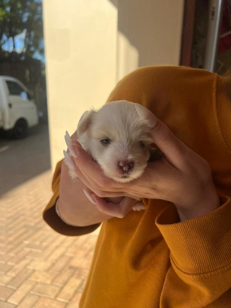 Maltese dog