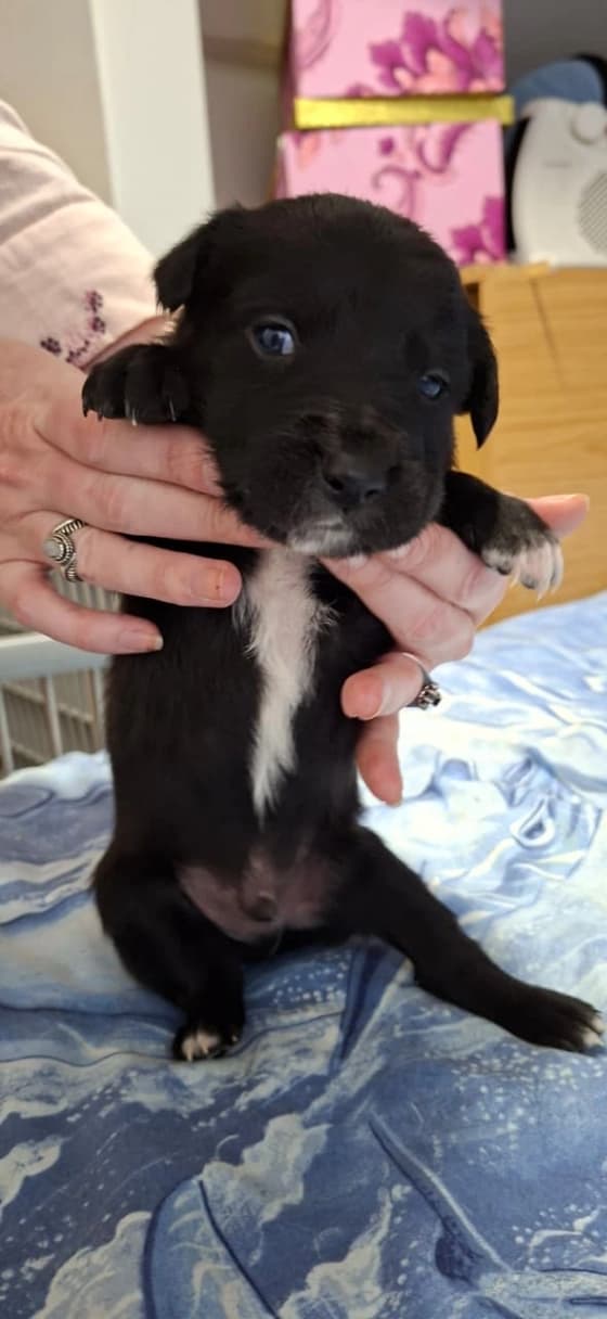 Mixed Breed — Border Collie x Australian Kelpie photo 2