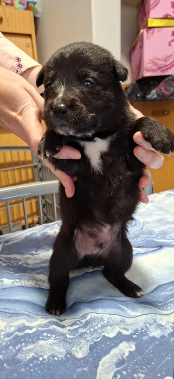 Mixed Breed — Border Collie x Australian Kelpie photo 3