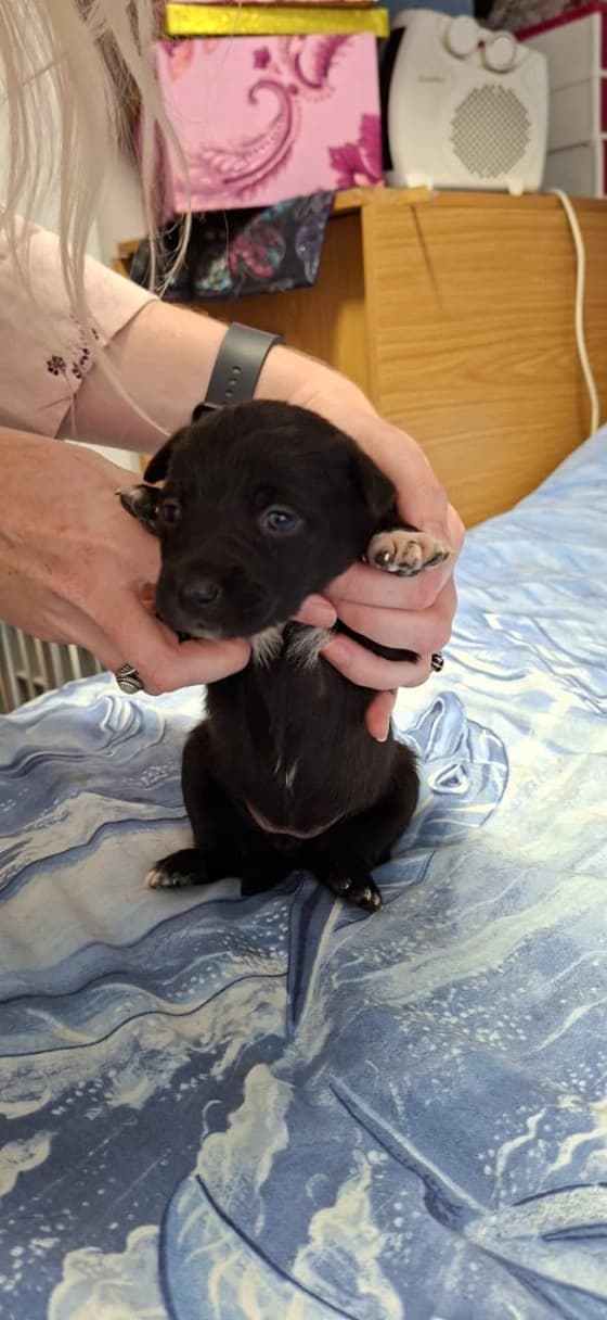 Mixed Breed — Border Collie x Australian Kelpie photo 4