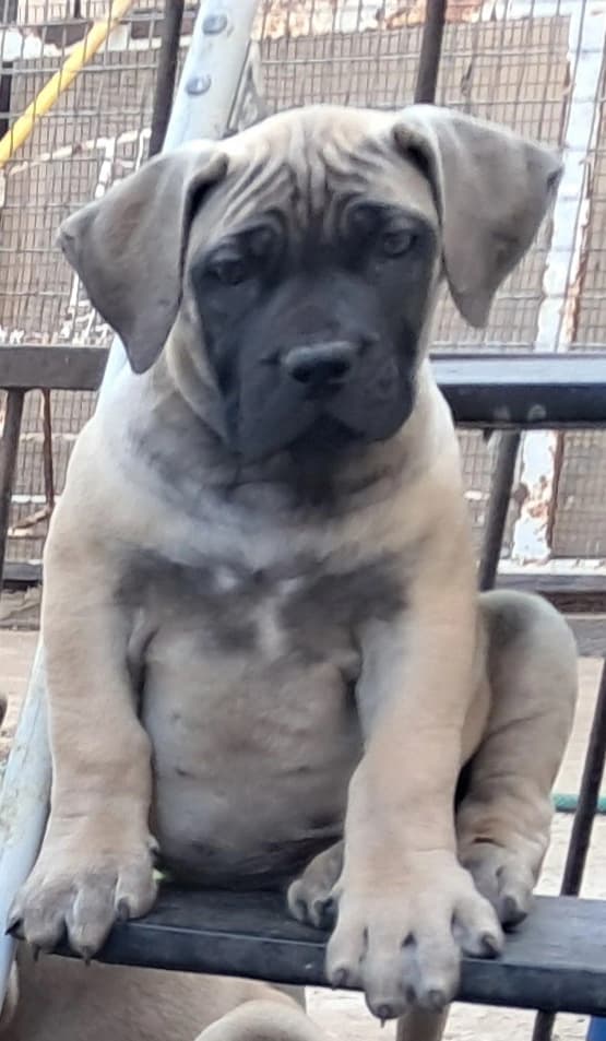 Boerboel photo 1