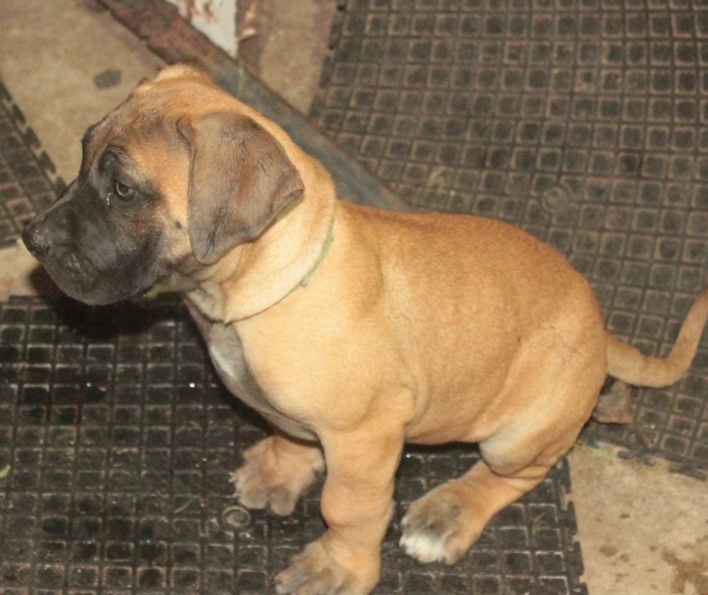 Boerboel photo 2