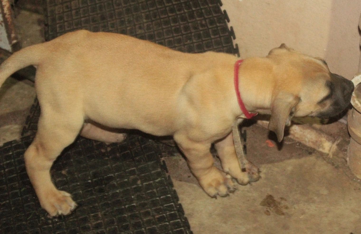 Boerboel photo 3