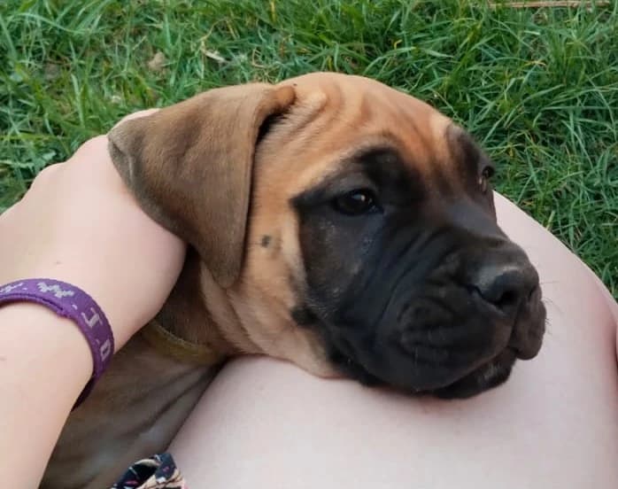 Boerboel photo 4