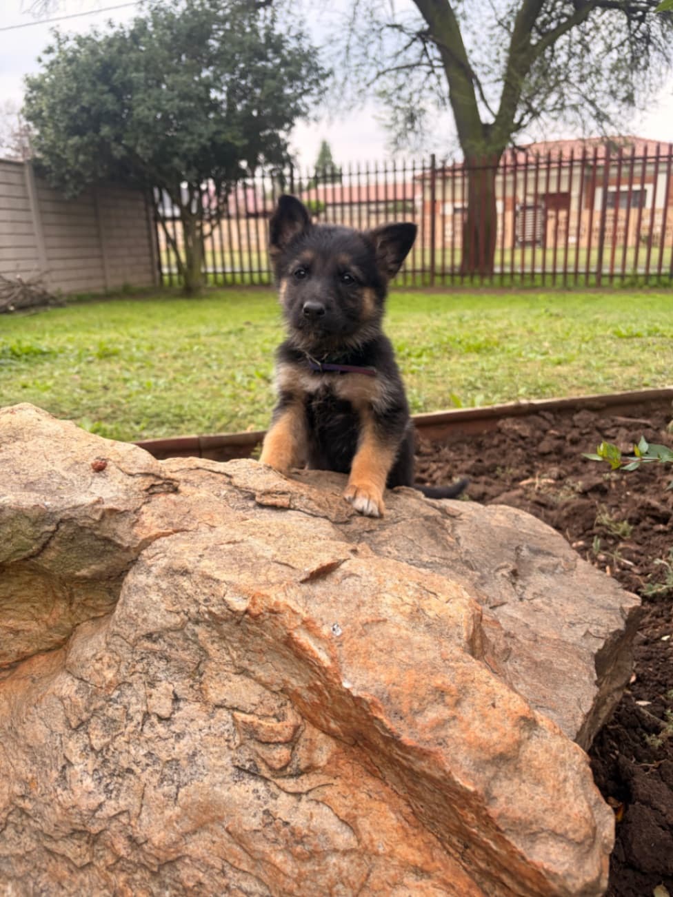 German Shepherd Dog photo 2