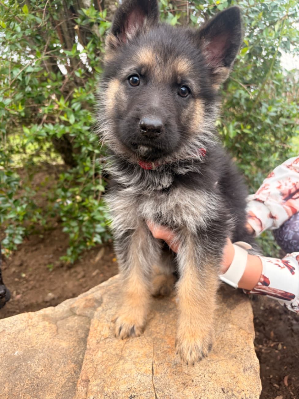 German Shepherd Dog photo 3
