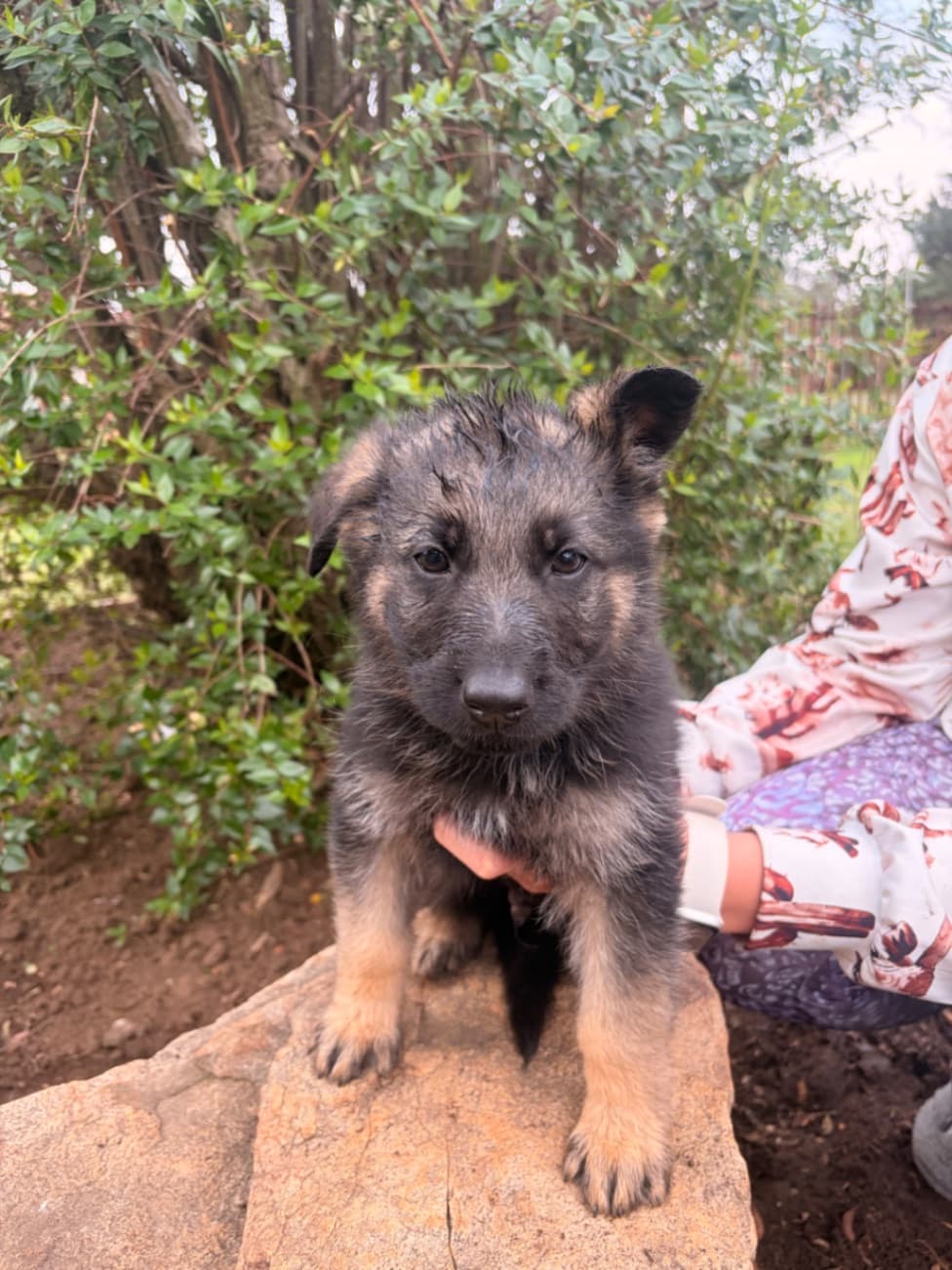 German Shepherd Dog photo 4