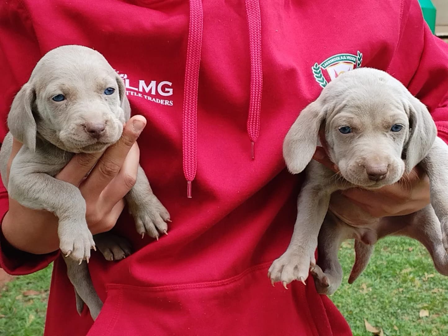 Weimaraner photo 2