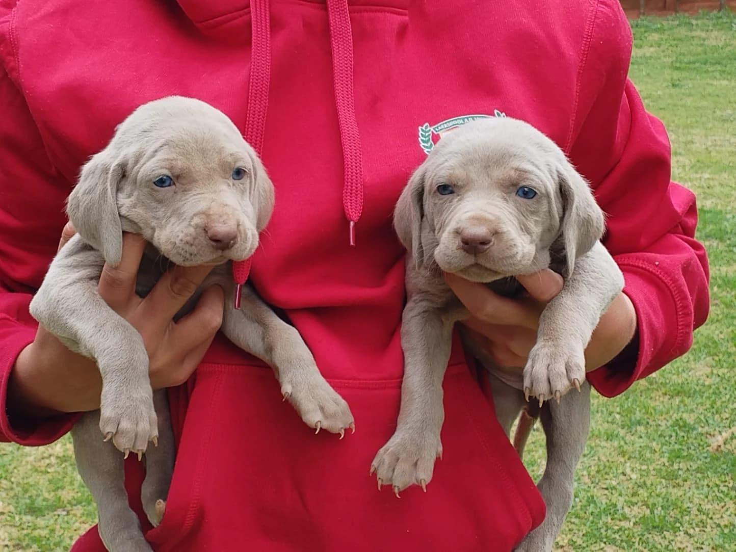 Weimaraner photo 3