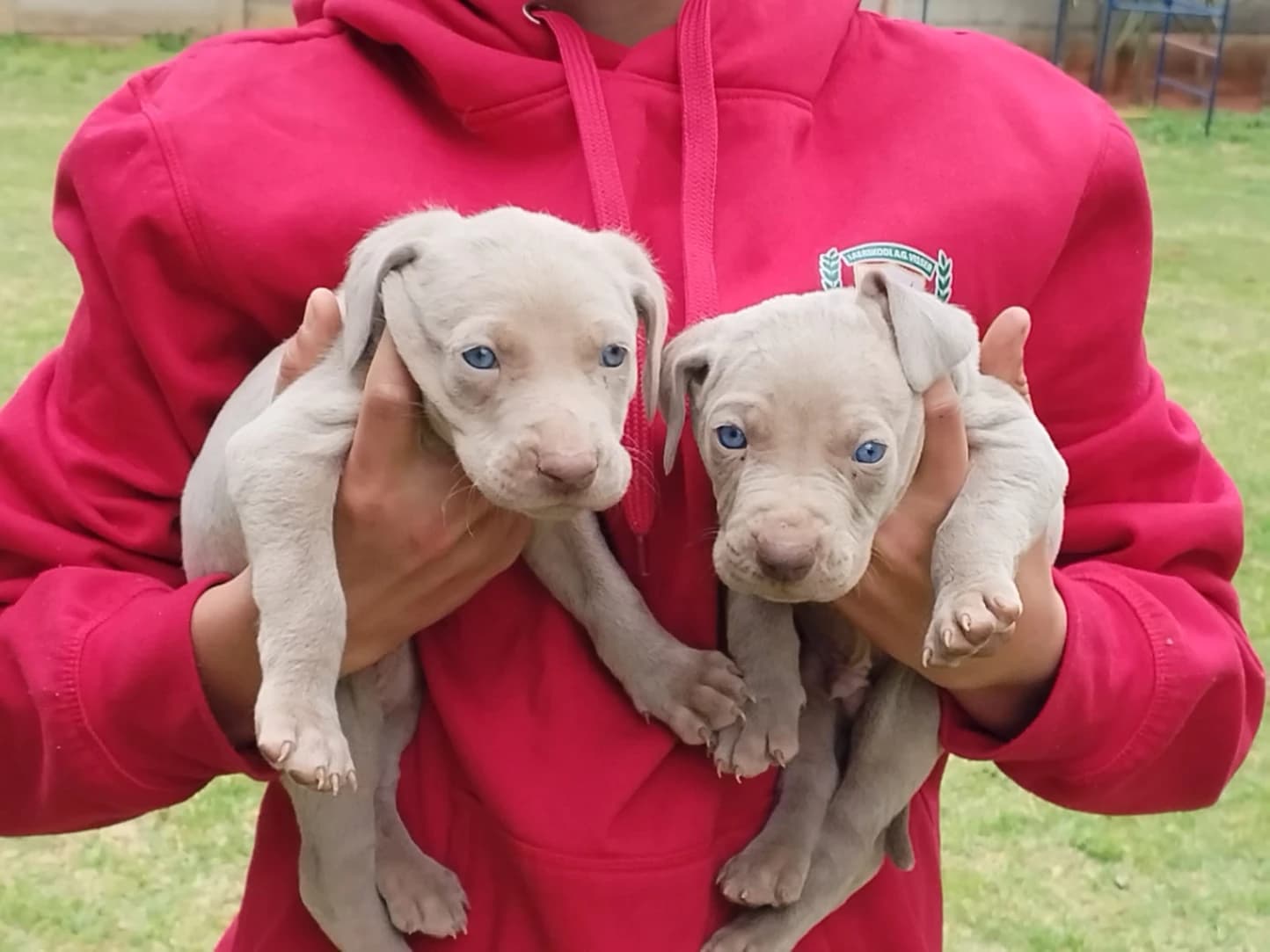 Weimaraner photo 4