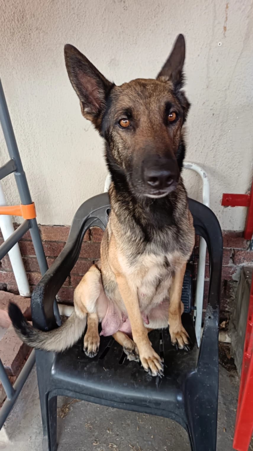 German Shepherd Dog listing photo