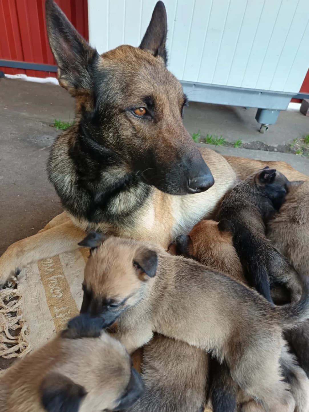 German Shepherd Dog photo 2