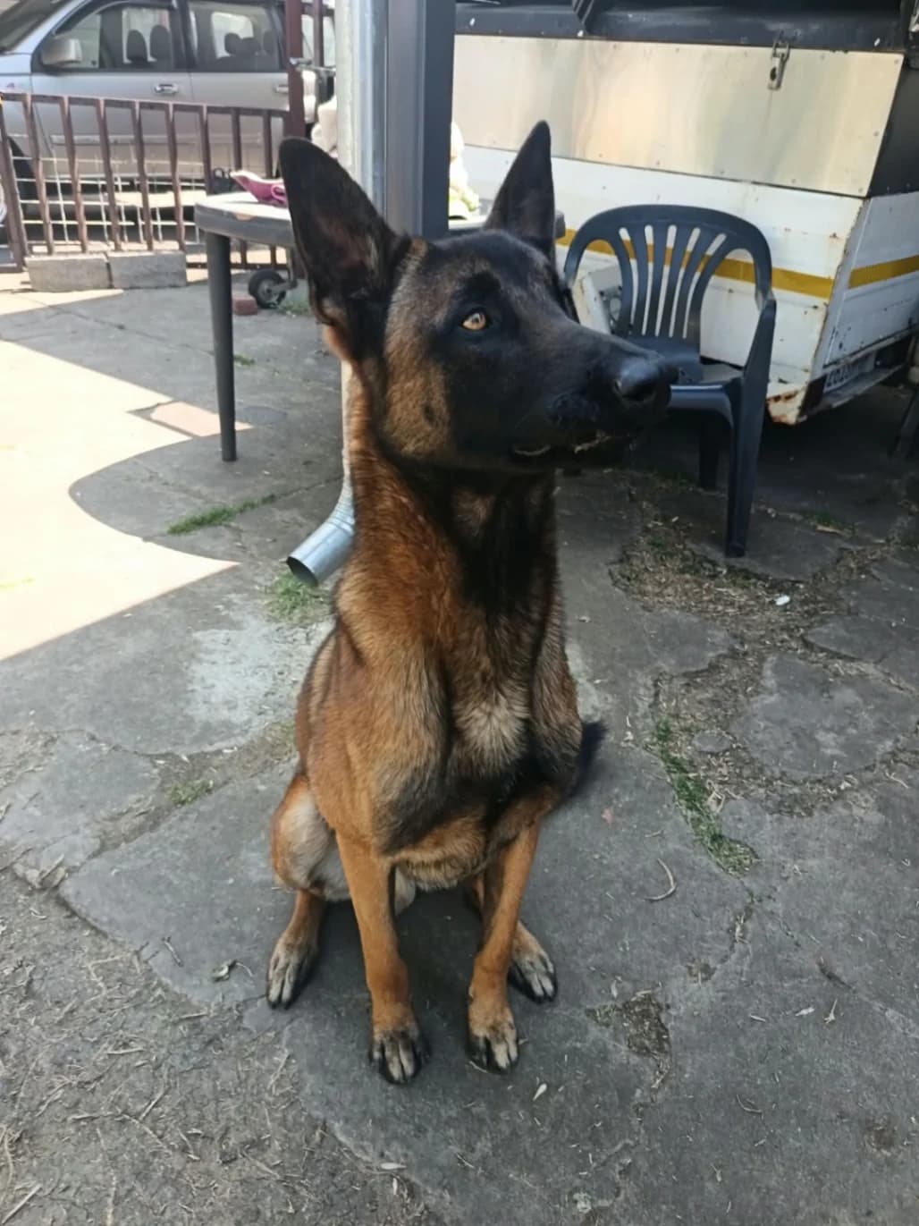 German Shepherd Dog photo 3