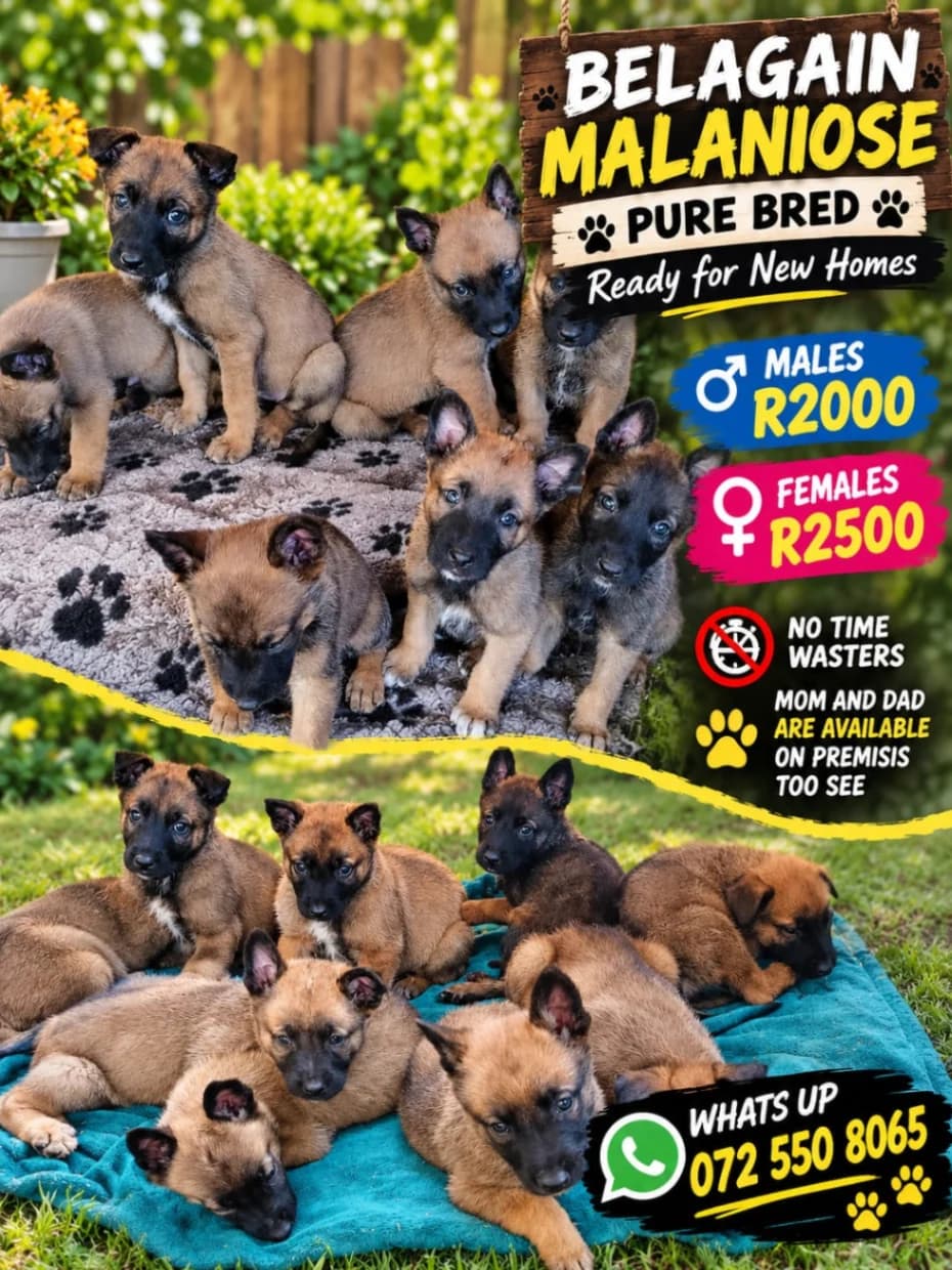 German Shepherd Dog photo 4