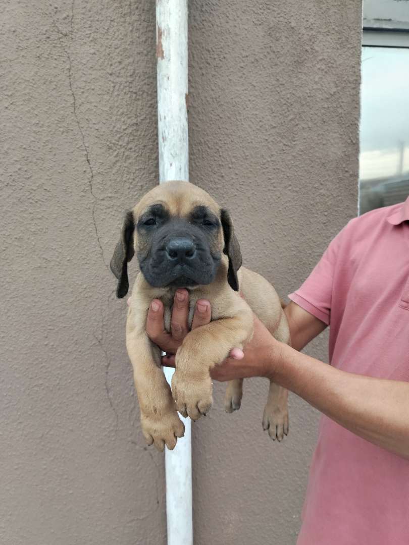 Large mastiff-type dog