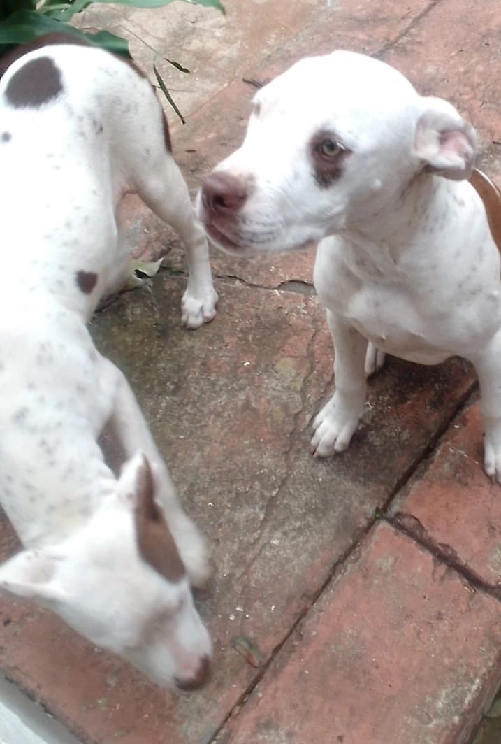 Mixed Breed ā Sheprador listing photo