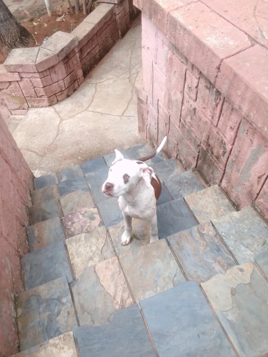 Mixed Breed β Sheprador photo 2