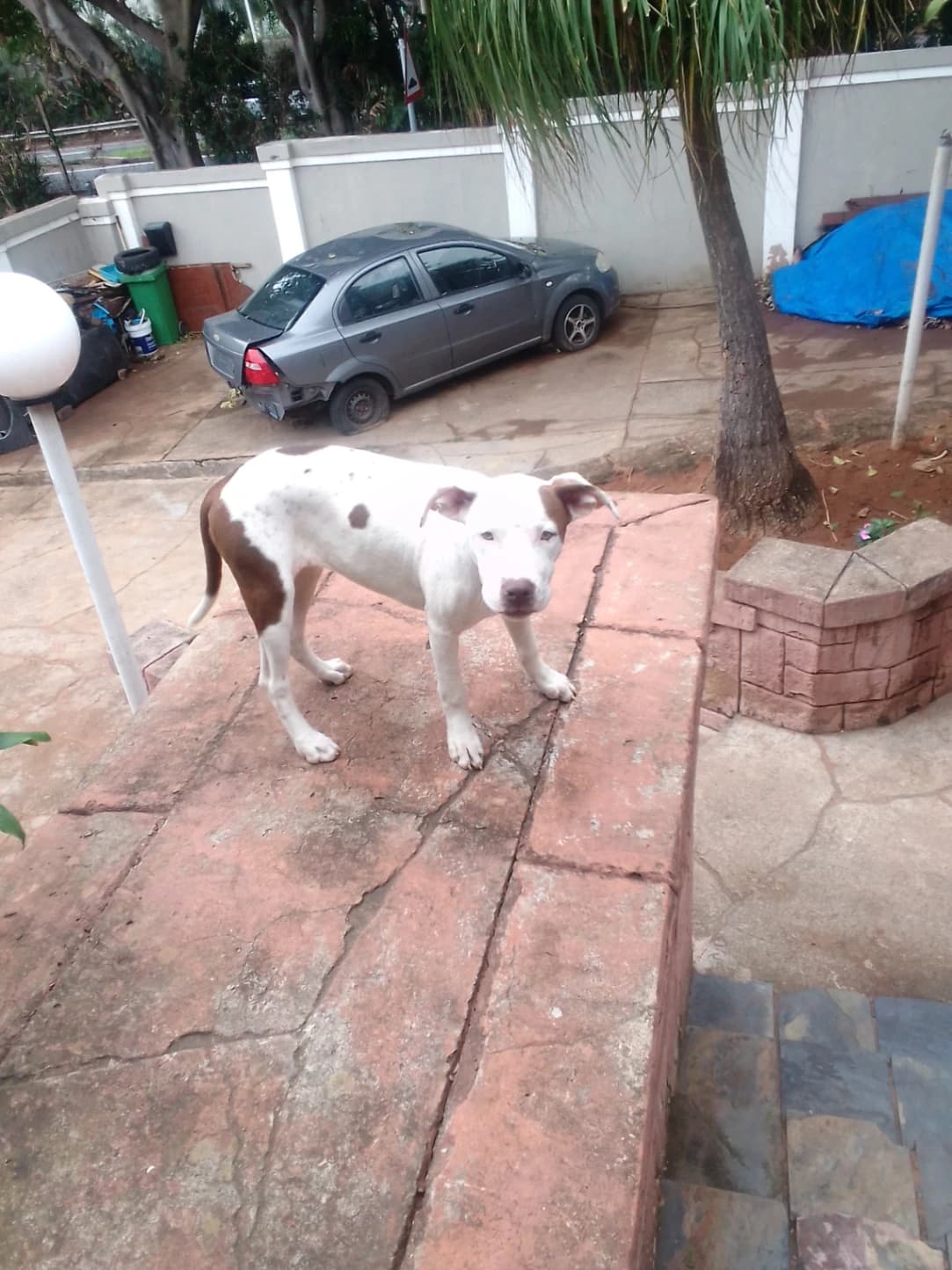 Mixed Breed β Sheprador photo 3
