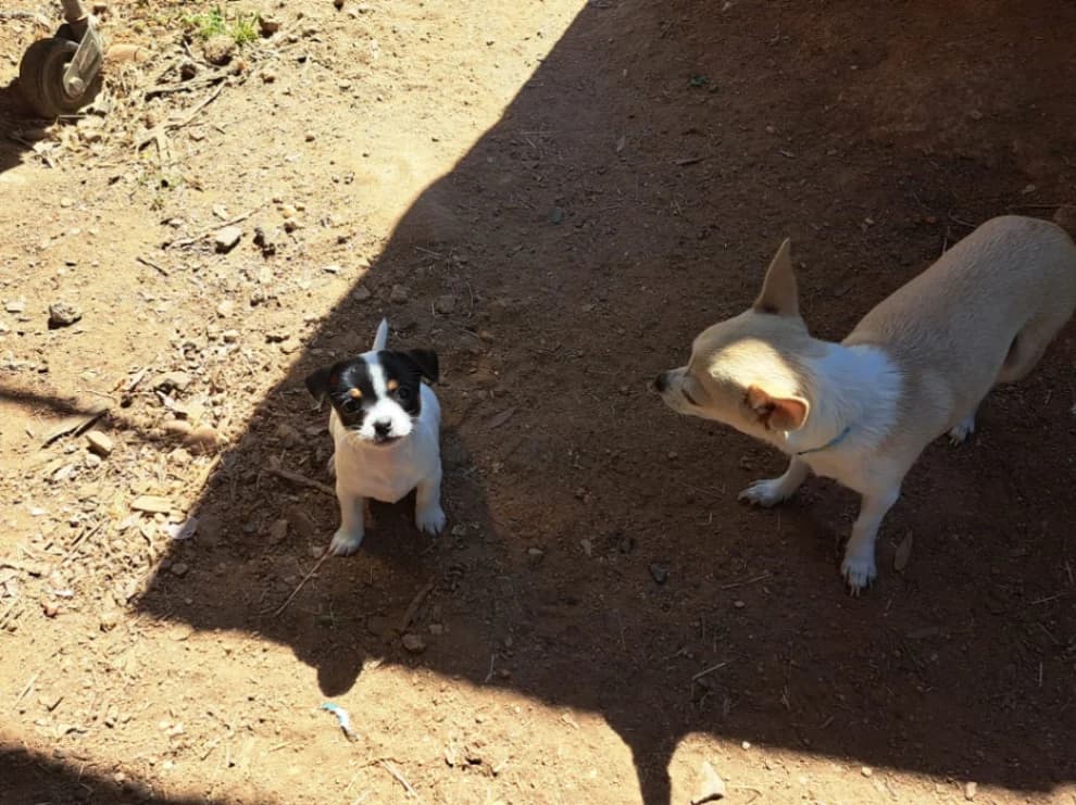 Chihuahua listing photo