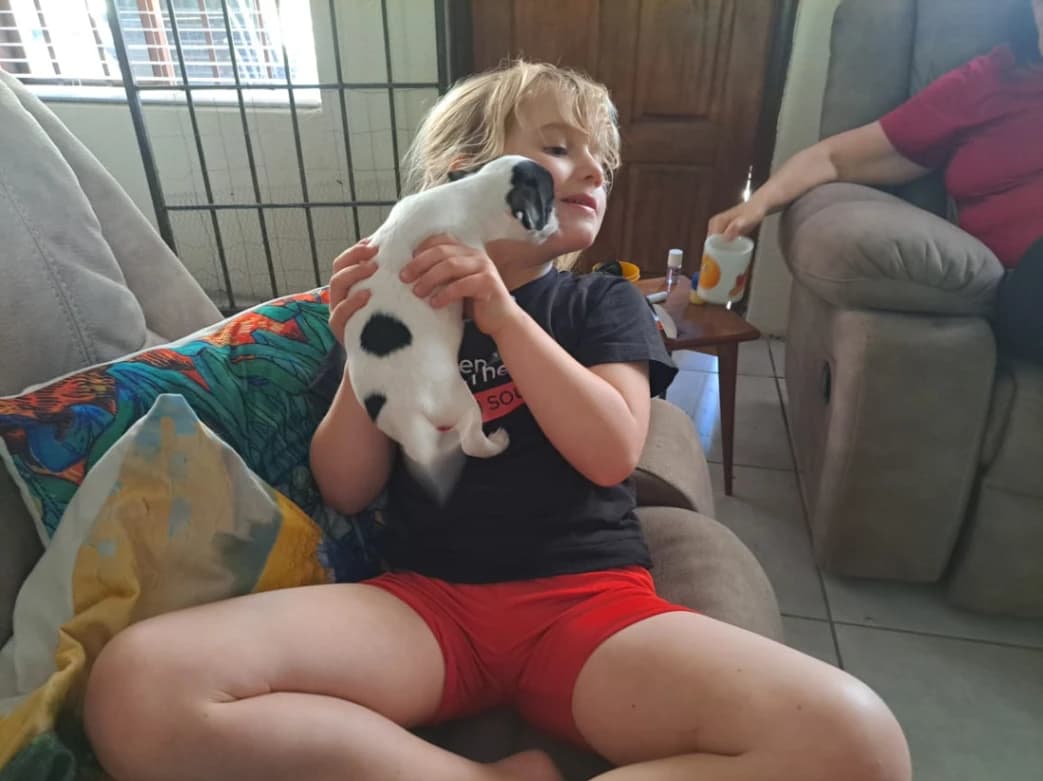 Chihuahua photo 2